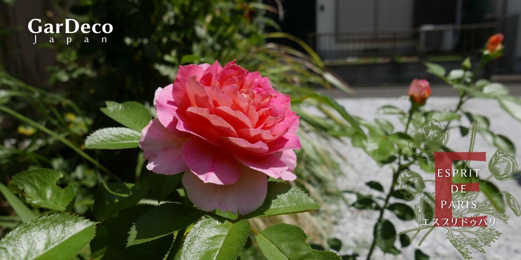 Gardeco Japan 鉢植えのバラ エスプリドゥパリ この品種の特徴である 複色は綺麗に出ていませんが とても良い香りがします 涼しくなってきたら鉢増しをしよう