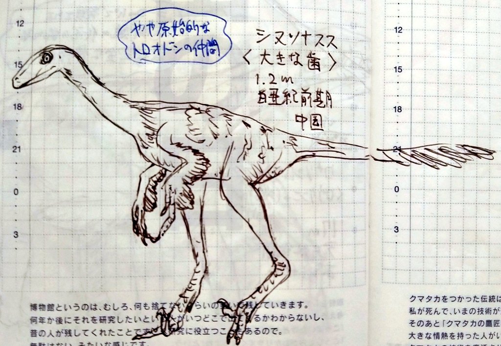恐竜チャレンジ 442日目 #シヌソナスス(大きな歯) 成体の化石が