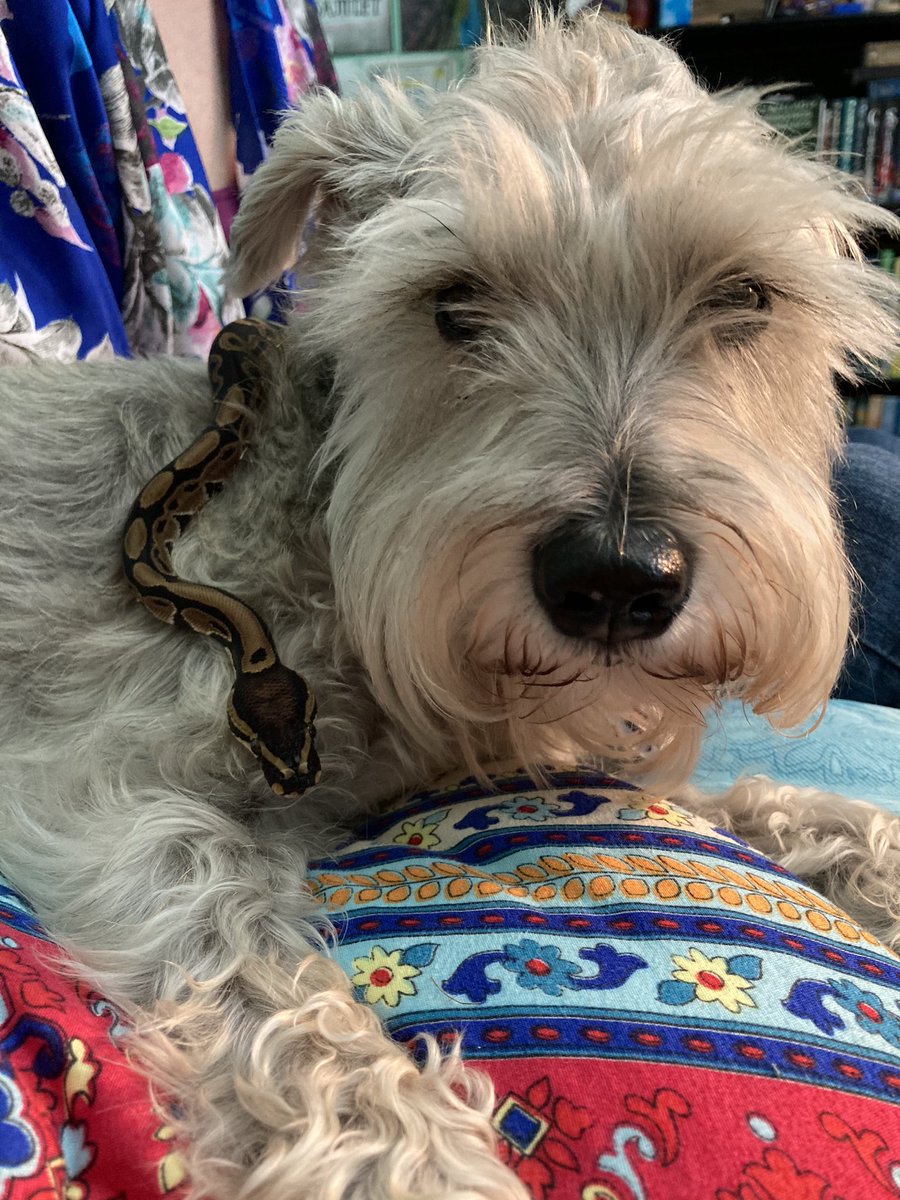 CBethAnderson's tweet photo. Post a pic of your PET as leader of an underground organization without downloading any new pics. https://t.co/rcG2YjzaUj