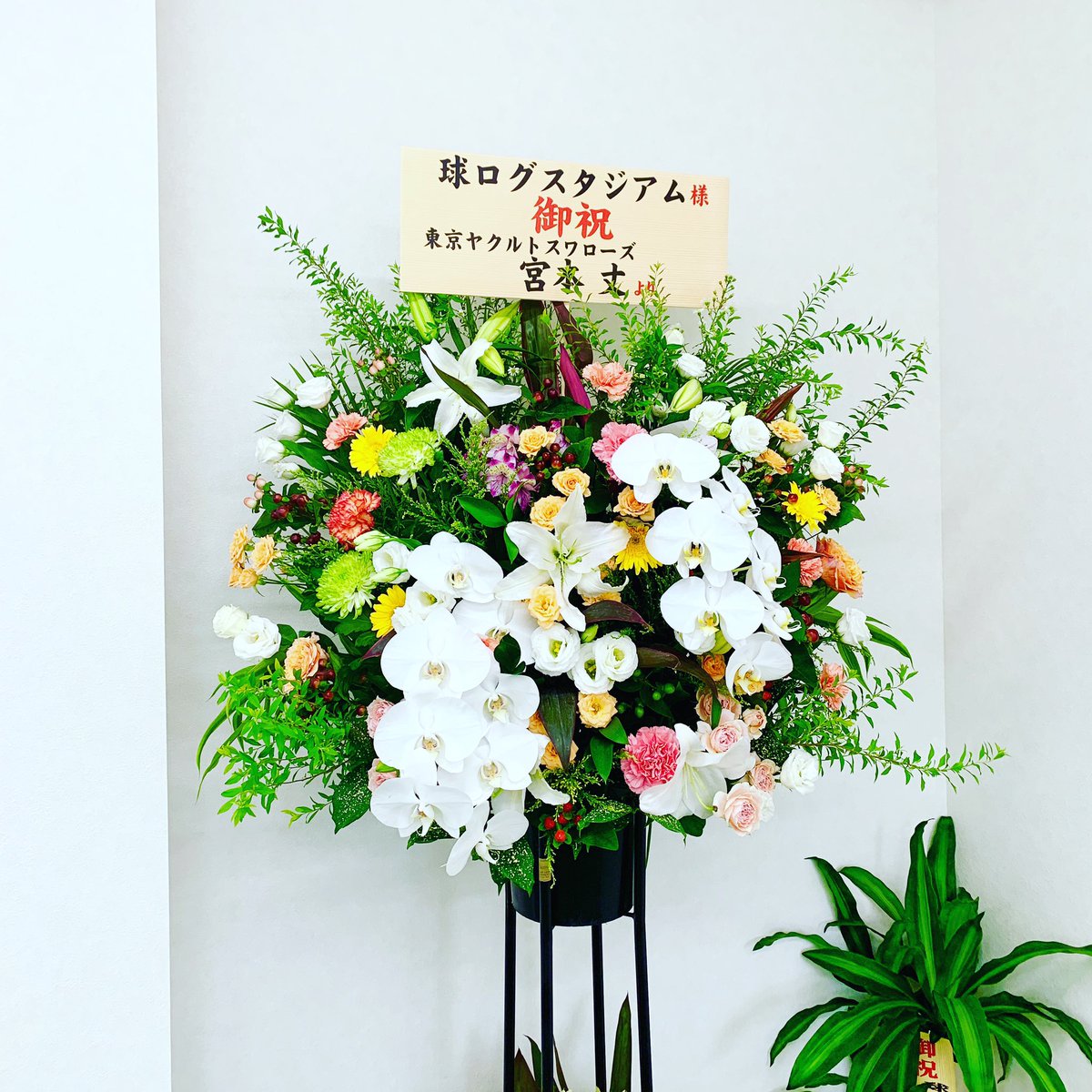 ヤクルトの宮本丈選手からお花をいただきました！
残りのシーズンも期待してます！
#宮本丈 #ヤクルトスワローズ #球ログスタジアム #室内練習場