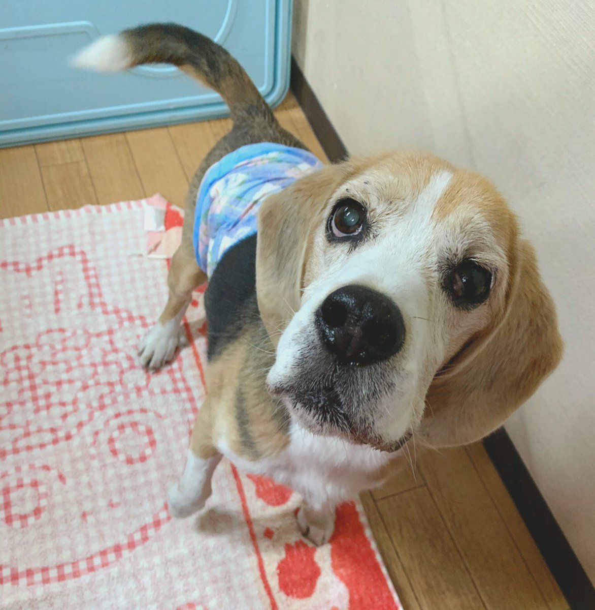 Pet_lovefive's tweet photo. いつもあたたかい応援に感謝申し上げます。
闘病中だったビーちゃんが本日、虹を橋を渡りました。
昨年に『年内いっぱい』と余命を宣告されましたが、今年の春はお散歩で桜を見て、夏まで頑張ってくれました🌸
ビーちゃん、一生懸命生きてくれてありがとう。
皆さま、本当にありがとうございました。 https://t.co/VsvDVykjVX