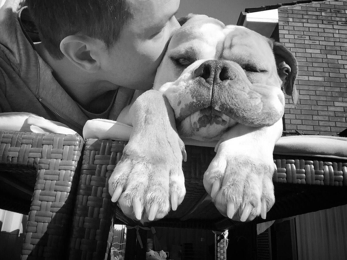 Archie_Bulldog's tweet photo. Sloppy kisses from Dad. https://t.co/8jFaksr6vx