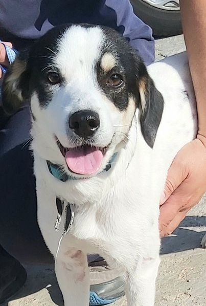 Ψαχνουμε αμεσα φιλοξενια για τη Λιλου στις γυρω περιοχες ωστε να τσιπαριστει και να δοθει υπευθυνα για υιοθεσια στο παντοτινο της σπιτακι. Ειναι μολις 10 κιλακια. Τηλ. Επικοινωνιας 6944476806