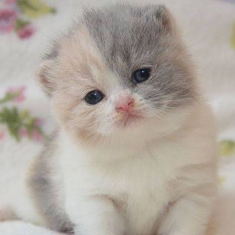 แงวเด็ก 🐈👼🏻