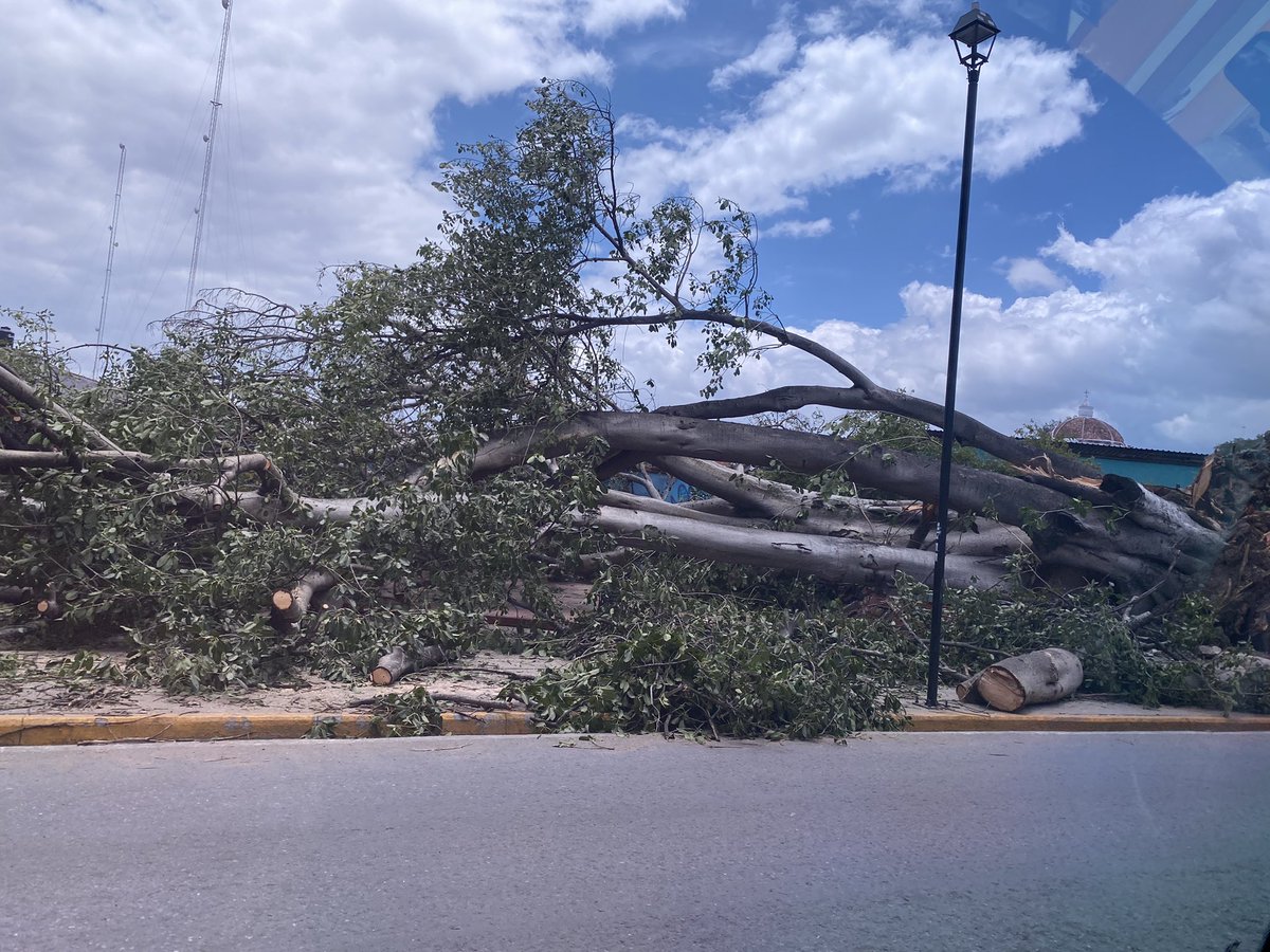 isabelgporrua's tweet photo. Días tristes en #Oaxaca con la caída de este árbol que cobijó a tantas generaciones. Urge un programa de atención al arbolado urbano. https://t.co/r9YqUllwIy