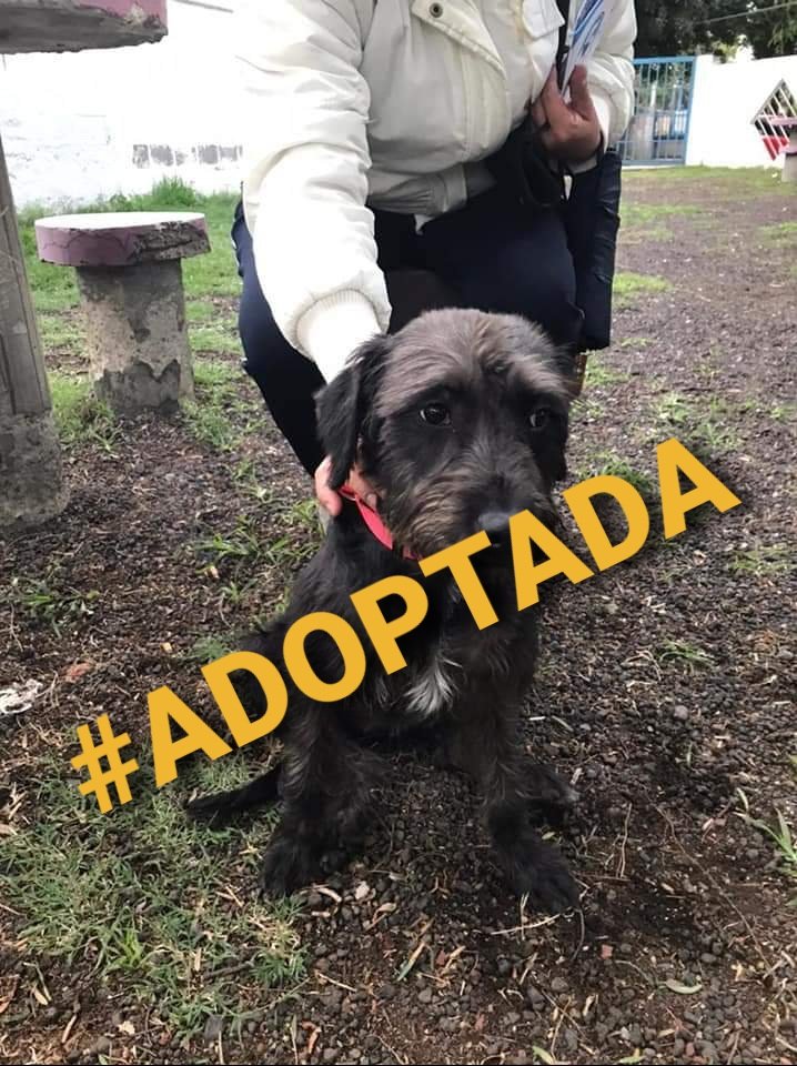 Apoyo_Croqueton's tweet photo. #Actualizo #Zoly #ADOPTADA Gracias #CDMX sus RT Info 5529866577 @akyoshi09 @TapiaFernanda @FansDeMiyagi @MARLENE_STAHL @inakimanero @gablossom @f_solorzano @VadhirBermudez @geragonzalez08 @KarenVilleda @JOSE_S1ERRA @OpenEye95053629 @ChubbyGris @CarlosEn917Mix @PalomaRoca @naaniml https://t.co/MwGevI5ghF
