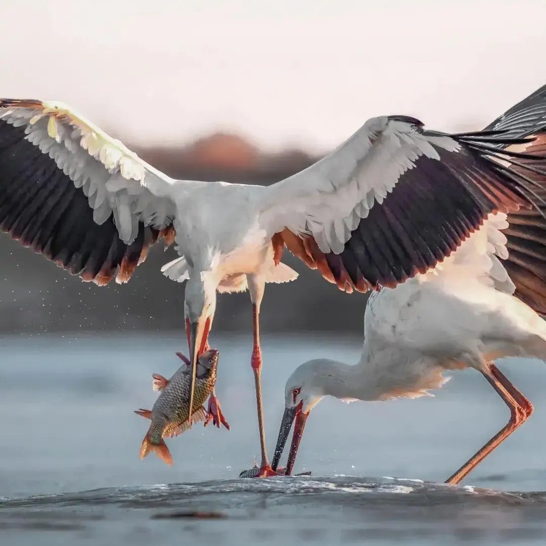 BirdsChina's tweet photo. Life is, in a sense, a battle. #birds #battle #lifeisabattle https://t.co/b5FYLEYOsA