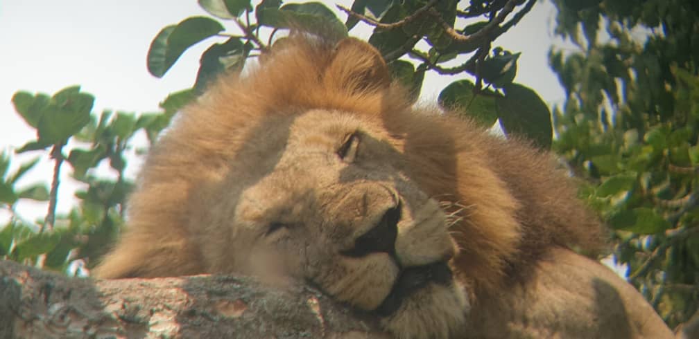 gorillaexpedit1's tweet photo. Moments from ugandas tree climbions https://t.co/XVbru5yITd do you see if your African safari is combines with gorilla trekking and big game safaris .this is a sample of what you won't miss #vusituganda #activeafricanvacations #gorillaexpeditions #adventureinafrica #visitafrica https://t.co/EFJAG83fri