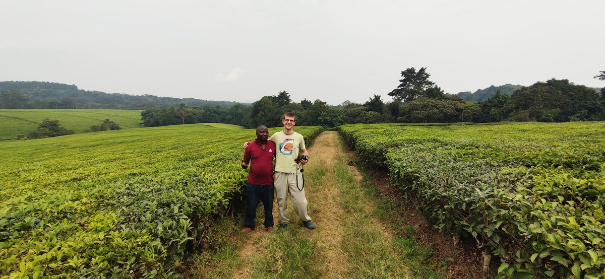gorillaexpedit1's tweet photo. Going through the tree plantation after chimpanze trekking #ugandasprimateteritory https://t.co/xL96dmFrb1
