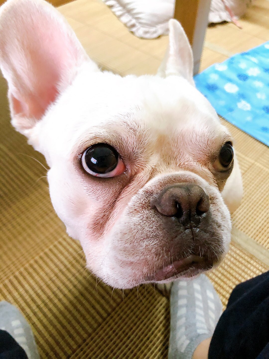 フレンチブルドッグのふらん Flan Frebull Twitter