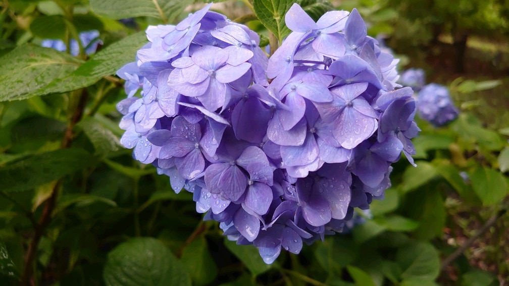 vincent71p's tweet photo. ♡の紫陽花見つけました https://t.co/GdoXitgGzJ