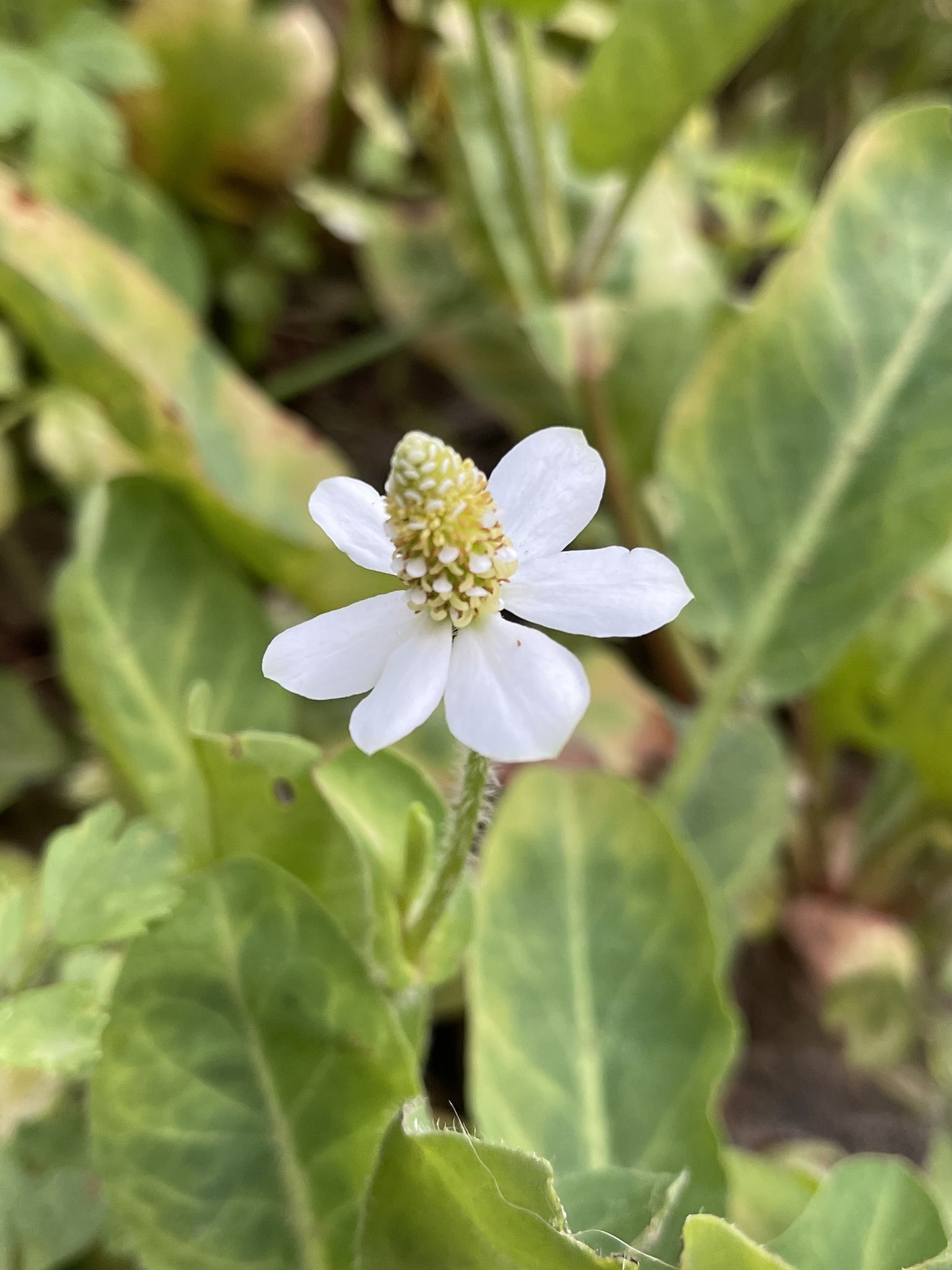 方舟子on Twitter 今日所见野花 孤挺花 Belladonna Lily 电报草 Telegraph Weed 蔓莎草 Yerba Mansa 托里栎 Torrey S Oak T Co G3ihwgtegq Twitter