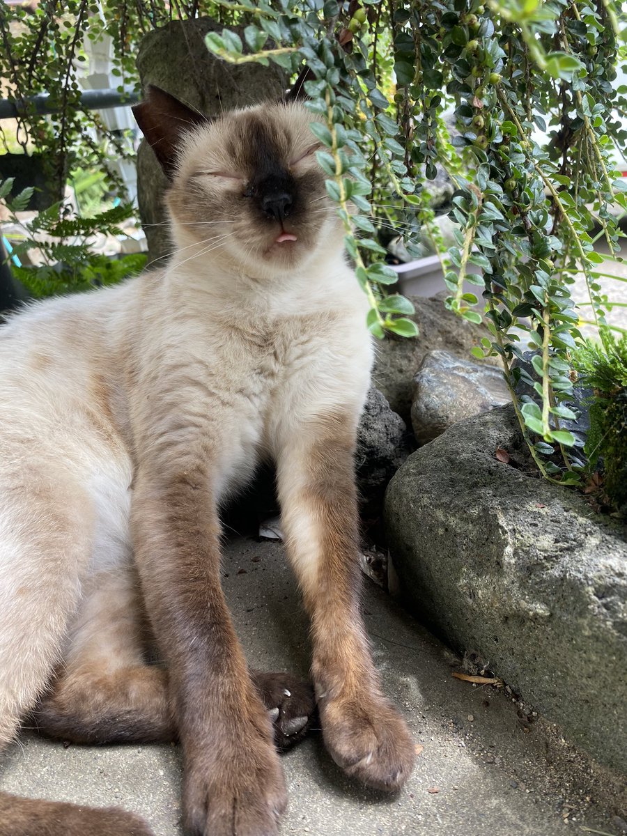 可愛い写真撮れました🐈