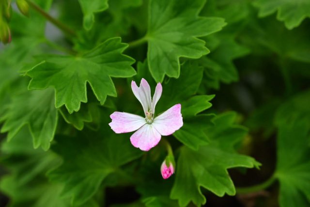 花言葉 高画質 のtwitterイラスト検索結果 古い順