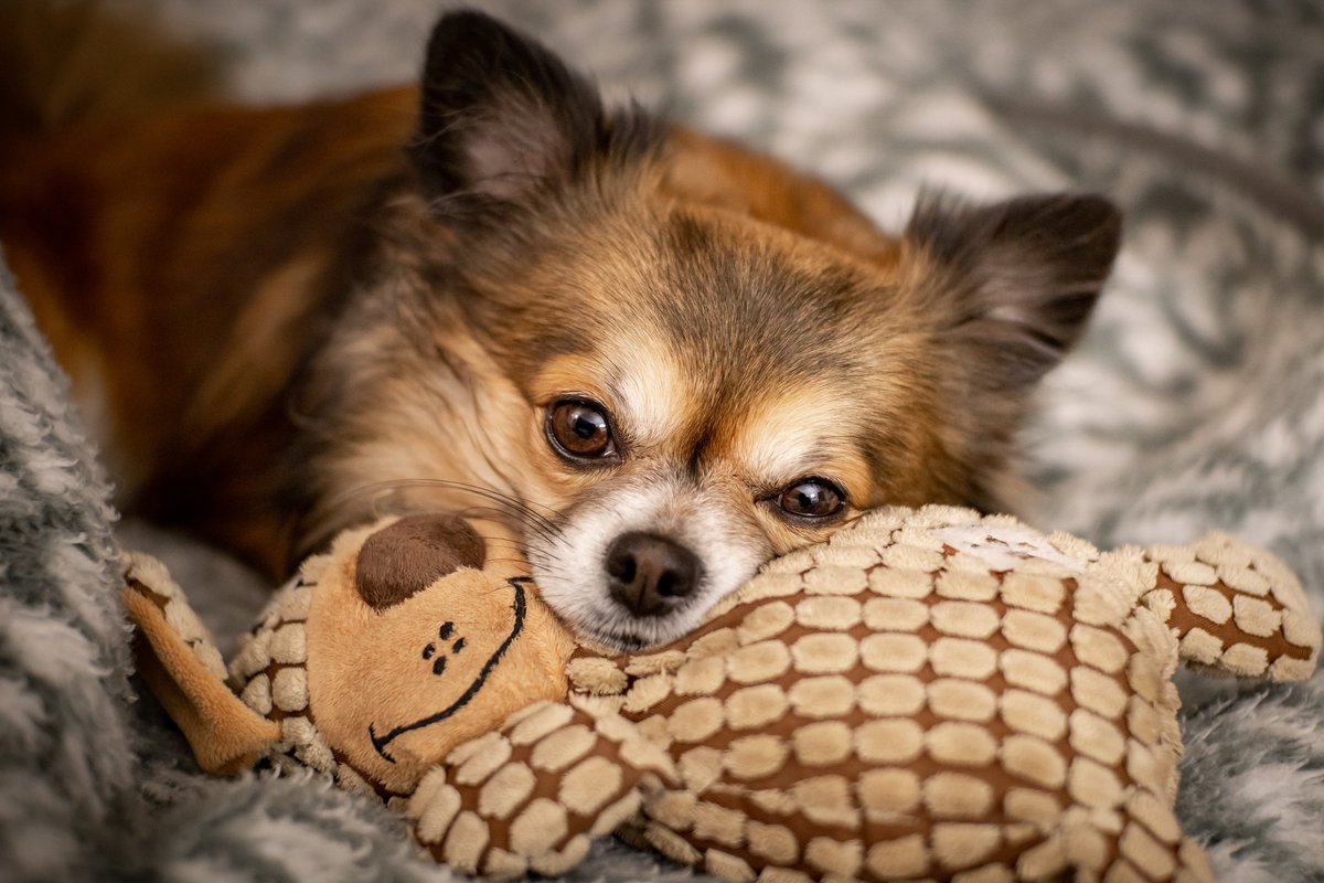 I fink I'll stay here until the time comes for you to get home Dad. My plushy luffs me, and I will take care of him while you are gone. #plushy #chihuahuasofinstagram #norjampetstore #organicpetproducts #cutedogsofinstagram Photo Credit: Herbert Goetsch