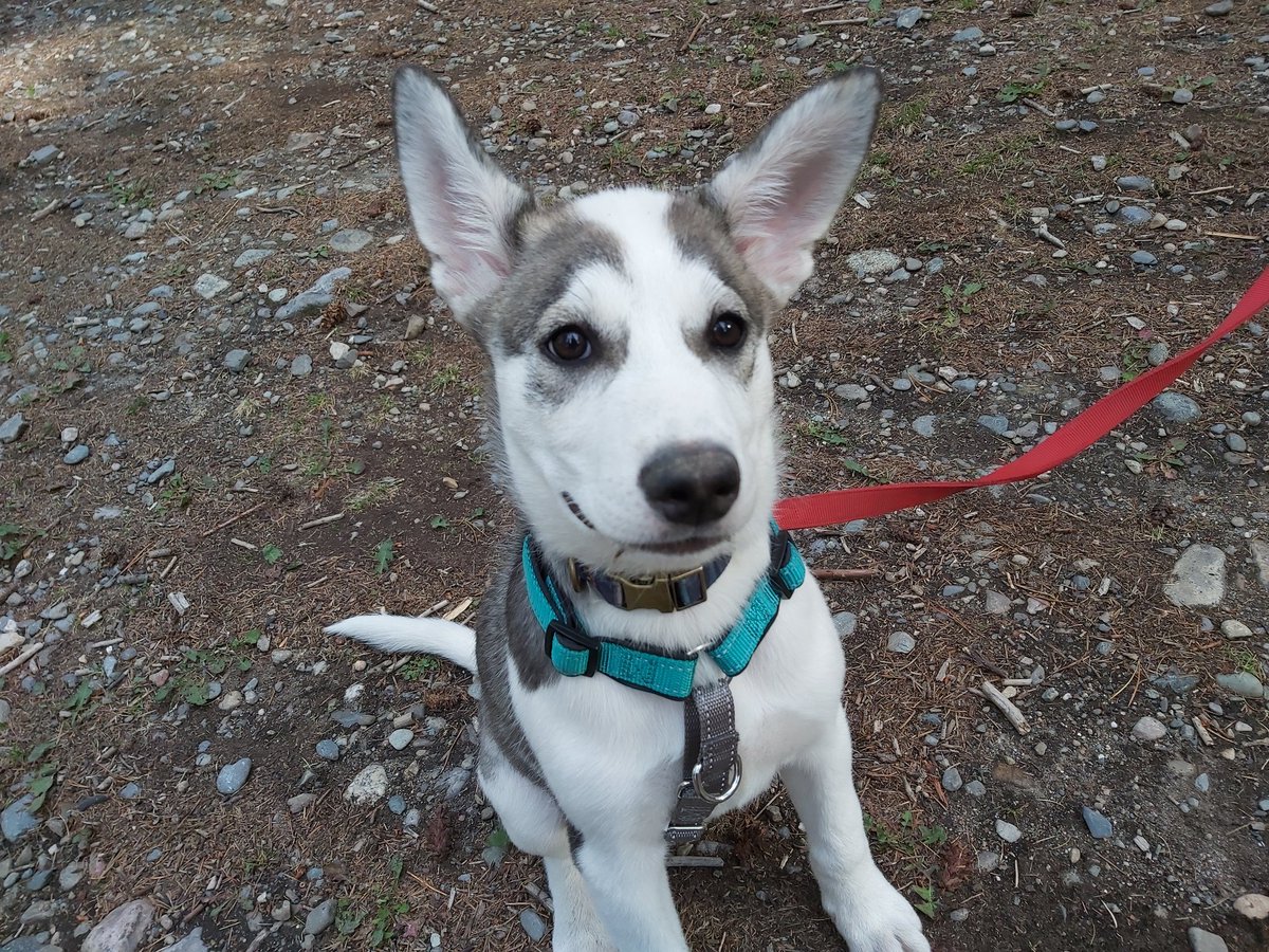 TrevorLundy's tweet photo. How is he so cute #Solo #ThemEars https://t.co/LDnhvj8zG8