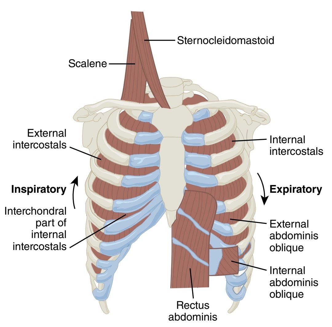 Accessory muscles 
صورة تلخص اهم عضلات التنفس المساعده واللي تستخدم لمساعدة العضله الرئيسيه للتنفس وهي عضلة الحجاب الحاجز (diaphragm). 
الجهه اليسار في الصوره العضلات المساعده اثناء الشهيق.
الجهه اليمين في الصوره العضلات المساعدة اثناء الزفير.