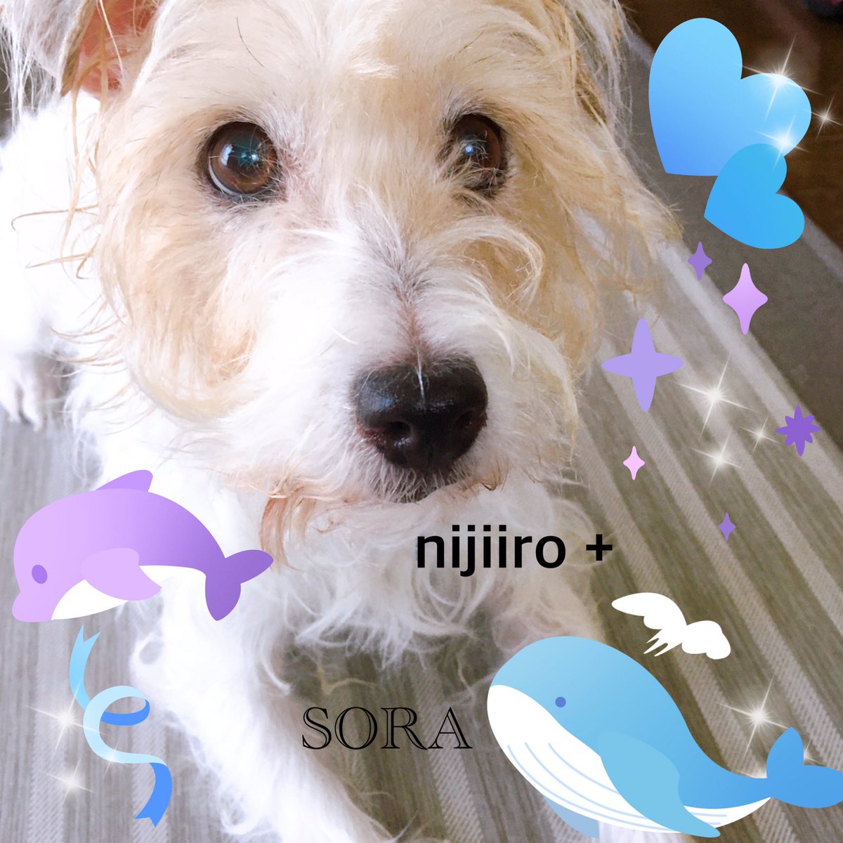 虹色 9月もよろしくお願いします على تويتر 今日も暑いワン こまめに水分補給してね いつもありがとう T Co Dhro66dcjr 看板犬 ジャックラッセルテリア Suzuriで販売中 犬グッズ 犬写真 犬好き 犬好きさんと繋がりたい 女の子 シニア犬