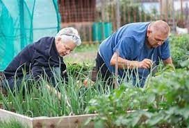 It's National Allotment Week so if you are plotting to  sow the seeds of change and help your community grow; do look at Buddy Up where a little time spent with someone isolated could reap wonderful results. volunteersuffolk.org.uk/volunteer-role…...
