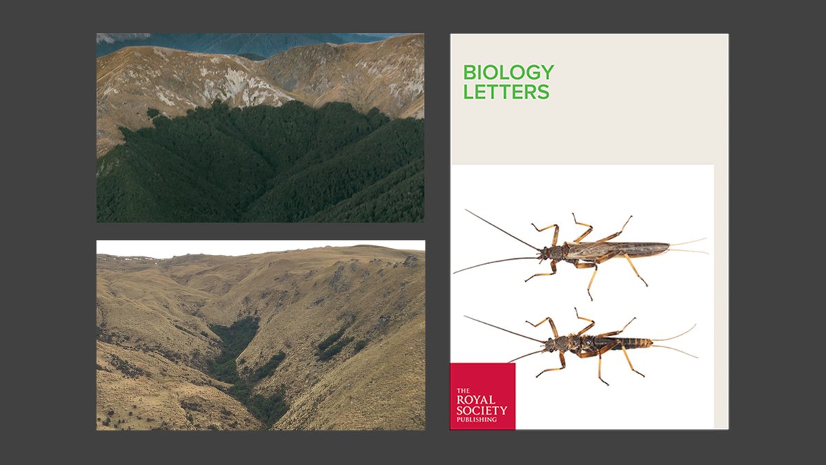 Our new paper on the rapid evolution of insect flight loss following widespread deforestation in New Zealand:
royalsocietypublishing.org/doi/10.1098/rs…