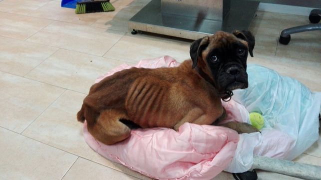 Así no...

Si ves casos de maltrato animal, tú puedes ayudar:
☎️062
📧seprona@guardiacivil.org