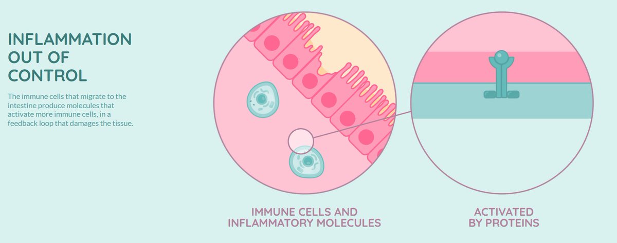 Our interactive infographics is an awesome tool to learn more about #IBD and our strategy to defeat it! 🧬🎯

Click on the link and dive in into the innovative therapy we’re developing at #NewDeal 💪

newdeal-project.eu/why-new-deal/