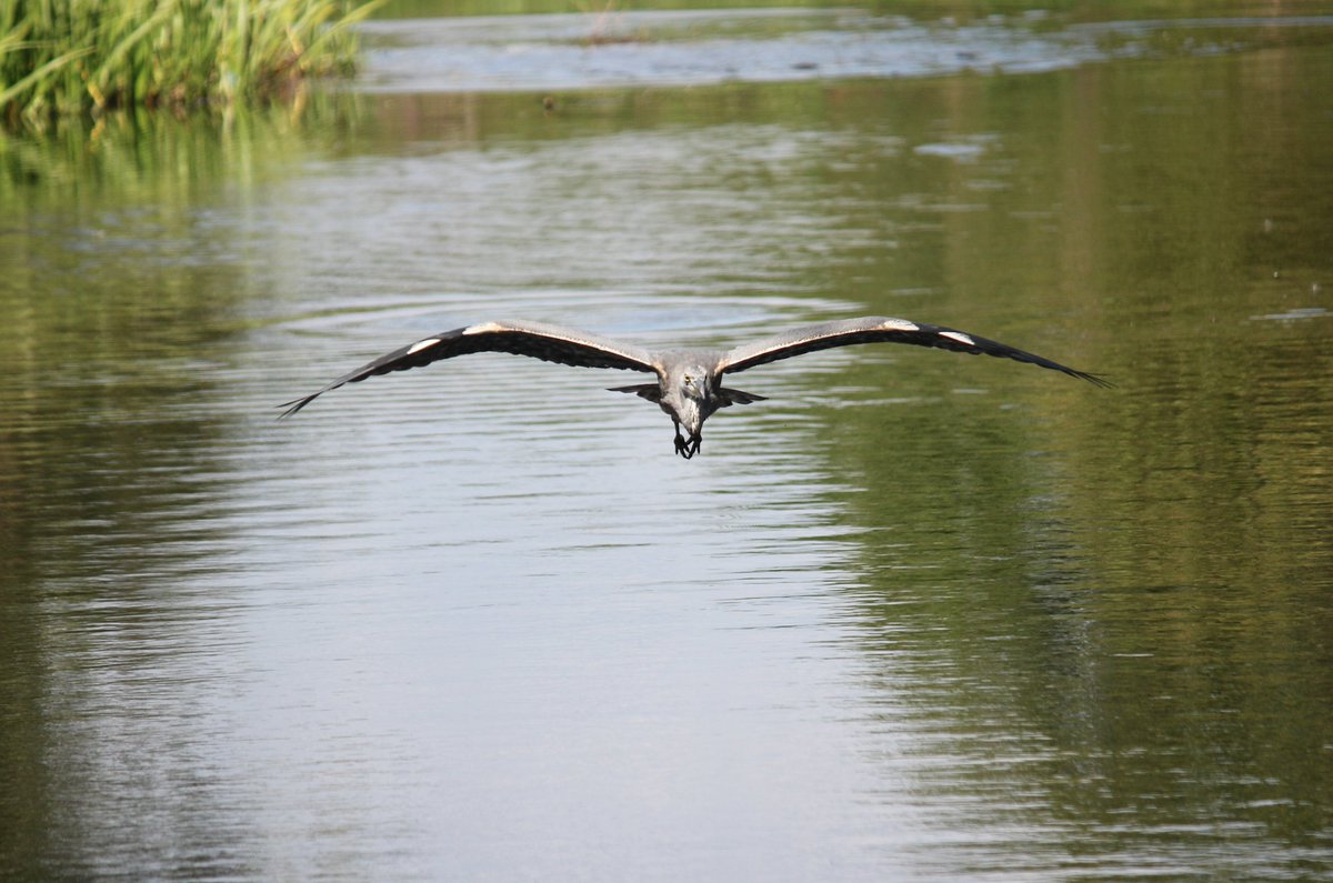 CairdCrafts's tweet photo. The heron is so graceful in repose and in flight but so utterly ridiculous when landing 🙃 #yesterday #RegentsPark #TheRoyalParks #KeepWildlifeWild #HelpNatureThrive #Competition #birdsoflondon #birdphotography #naturephotography https://t.co/K7zHFO6cG9