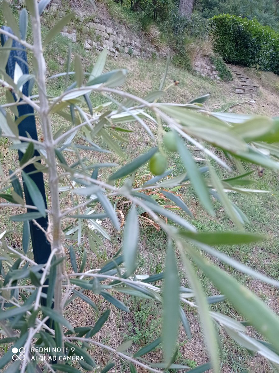 PiemonteDeli's tweet image. Checked our olive trees this morning and our Piemonte olive experiment is going in the right direction..... although not sure we'll get to much oil from these 😁. Let's see what November brings 🙏