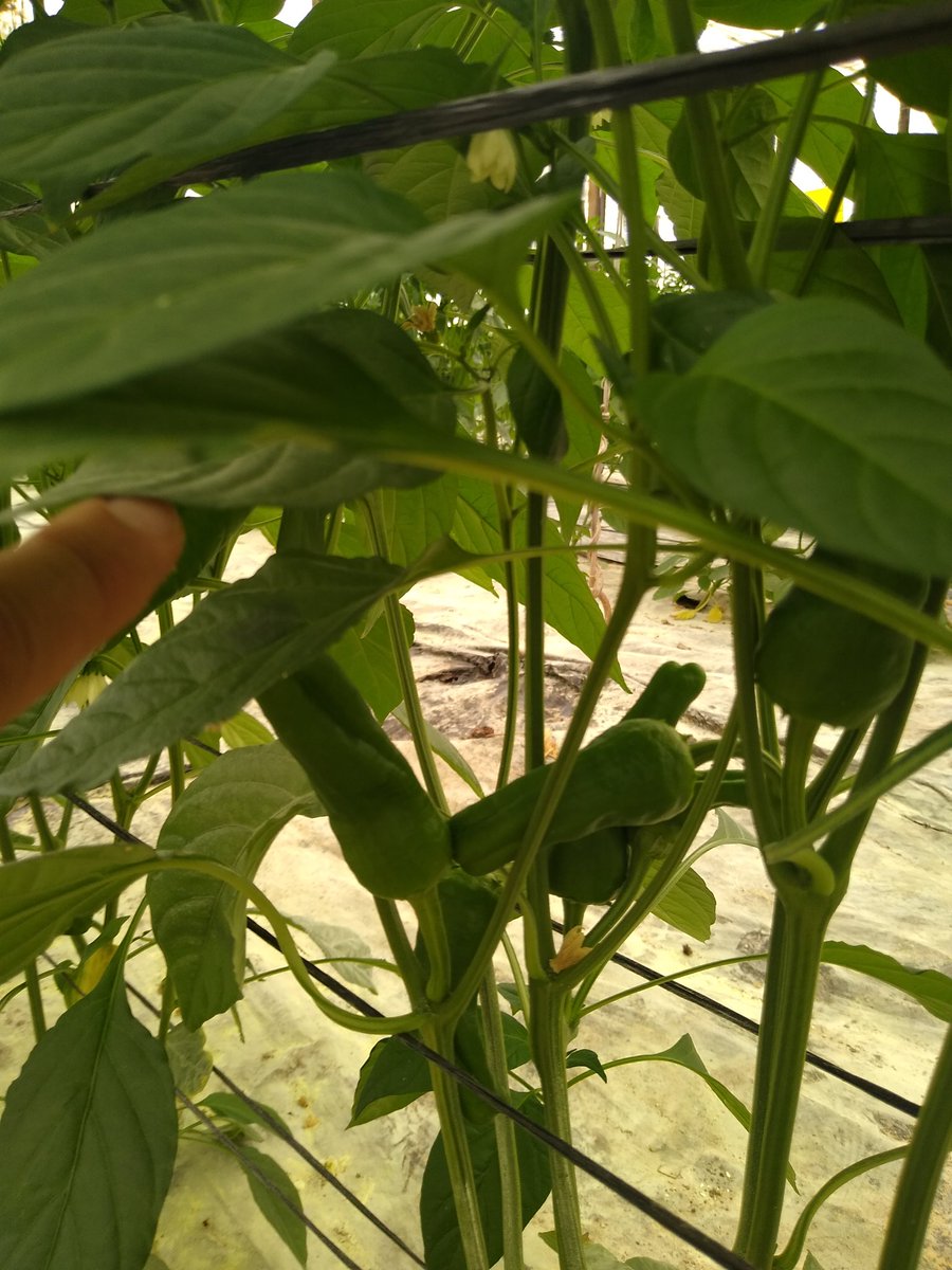 ExpFruits's tweet image. Organic control of our crop. Check how we care the Delicious Spanish Padron Pepper. #Avocitrus #padronpepper