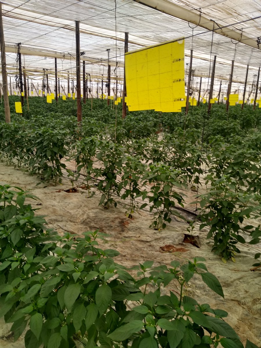 ExpFruits's tweet image. Organic control of our crop. Check how we care the Delicious Spanish Padron Pepper. #Avocitrus #padronpepper