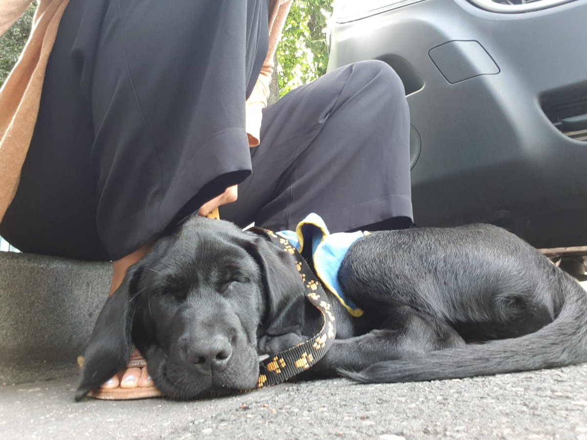 AmandineGraMa's tweet photo. Nouvelle recrue @GroupeSNCF @itif_travaux: un petit labrador noir Spirit, élève chien-guide! https://t.co/rahu6ExNF8