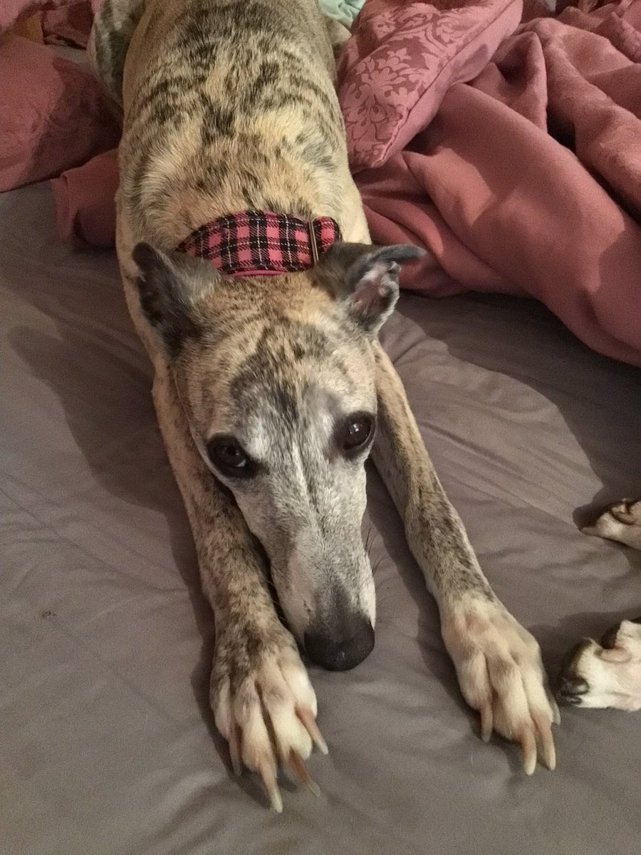 ljjohns's tweet image. It’s #whippetwednesday! Hazel says “Hi!” ❤️🐾