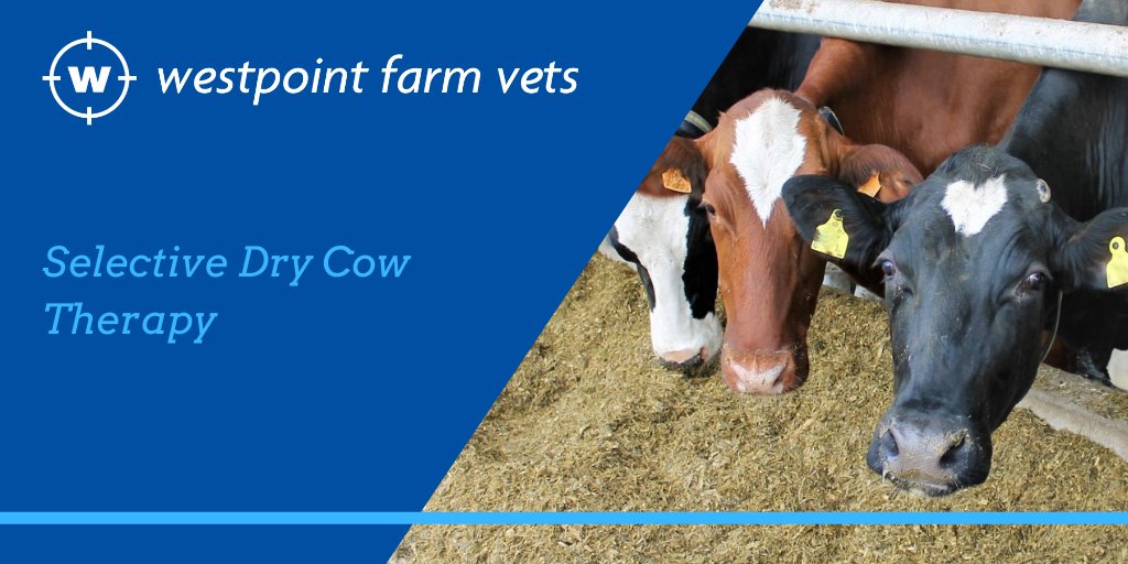Westpoint_Vets's tweet photo. ๐ Selective dry cow therapy (SDCT) reduces the need for unnecessary antibiotics as treatment is only targeted at the cows with evidence of udder infection...
#selectivedrycowtherapy #transitioncows #AMR https://t.co/eDzE9Un7oV