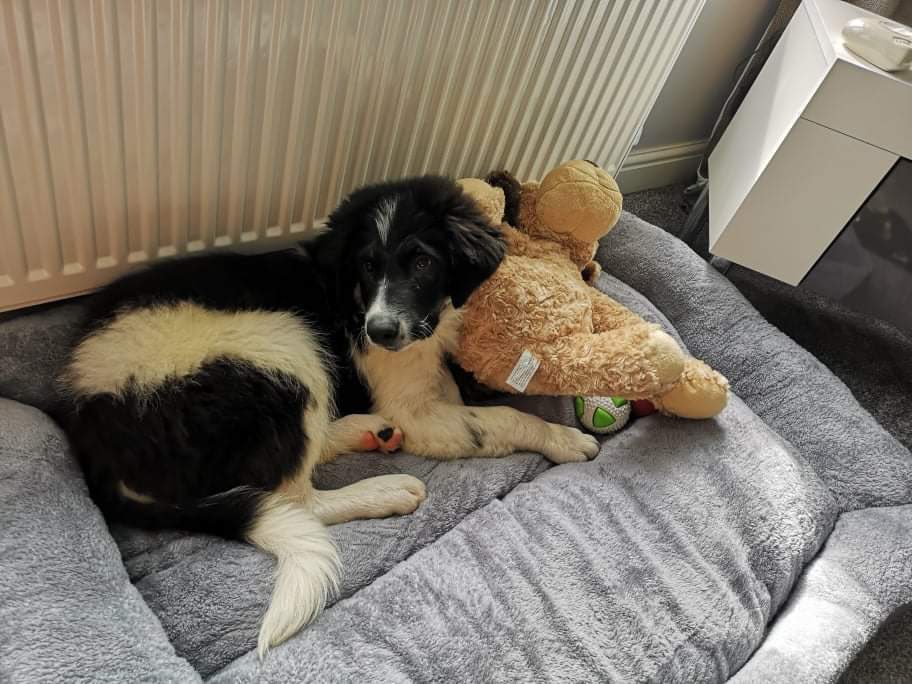 Puppy update…. Bailey slept well downstairs on a mattress with his new mum while he settled in. 
Today he is enjoying being a puppy! How adorable?  #rescuepupph #rescuewithoutborders