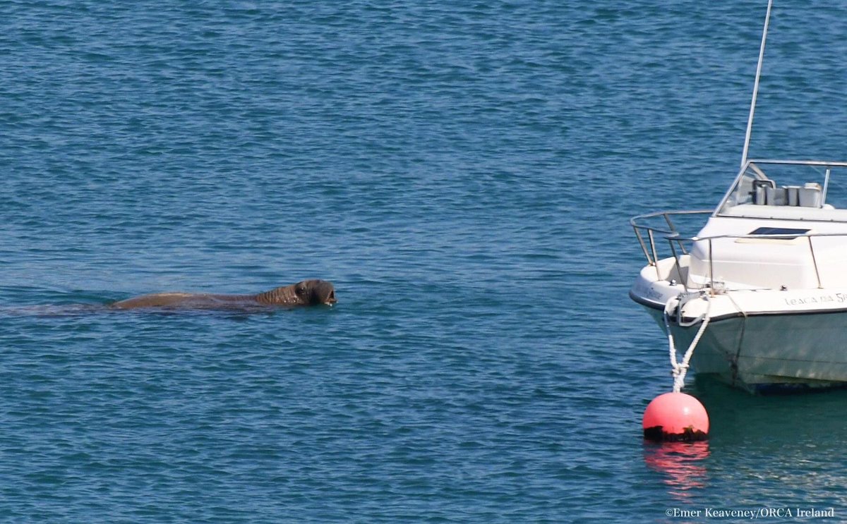 ObserversApp's tweet photo. #WalrusWatch Update: Where is Wally? #wallythewalrus has left the area where he was for the last two days off West Cork! Please report any observations of Wally to the @ObserversApp so @ORCA_Ireland Marine Mammal Responders can monitor him and help protect him! #CitizenScience https://t.co/kfWs5kKAc3