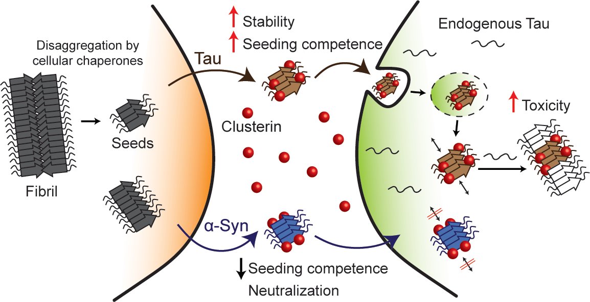 The extracellular chaperone and risk factor for Alzheimer’s disease, Clusterin, strongly enhances Tau aggregate seeding in a cellular model. Check out the latest paper from the Hartl lab with the contribution of <a href="/IrinaDudanova/">Irina Dudanova</a> on <a href="/natcomms/">Nature Communications</a>:
➡️nature.com/articles/s4146…
<a href="/PYusteCheca/">Patricia Yuste</a>