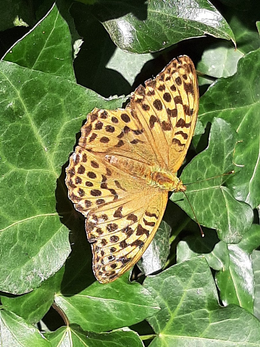 A first for me - pearl-bordered fritillary enjoying the summer sunshine in #Pembrokeshire <a href="/savebutterflies/">Butterfly Conservation 🦋</a>