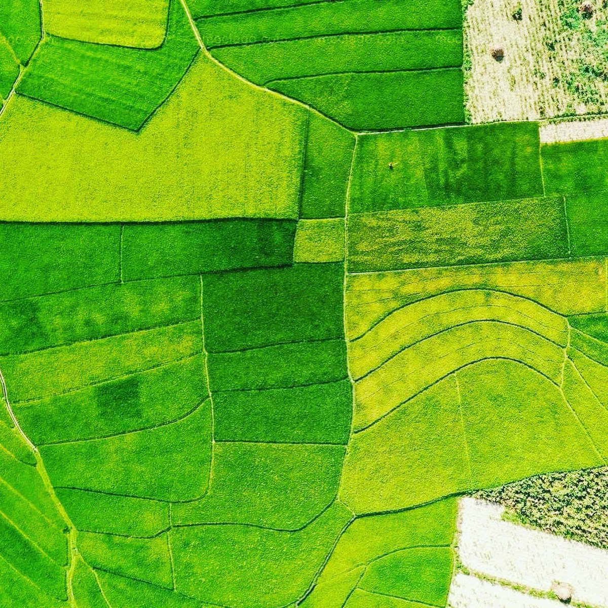 DiscoveryVN98's tweet photo. Rice season in Dong Van rock plateau (Ha Giang) 🥰
📷 Nguyen Ba Bac
#HaGiang
#DiscoveryVietnam
#Discoveryvietnambeauty
#DiscoveryVN98 https://t.co/vGkBKsG39o