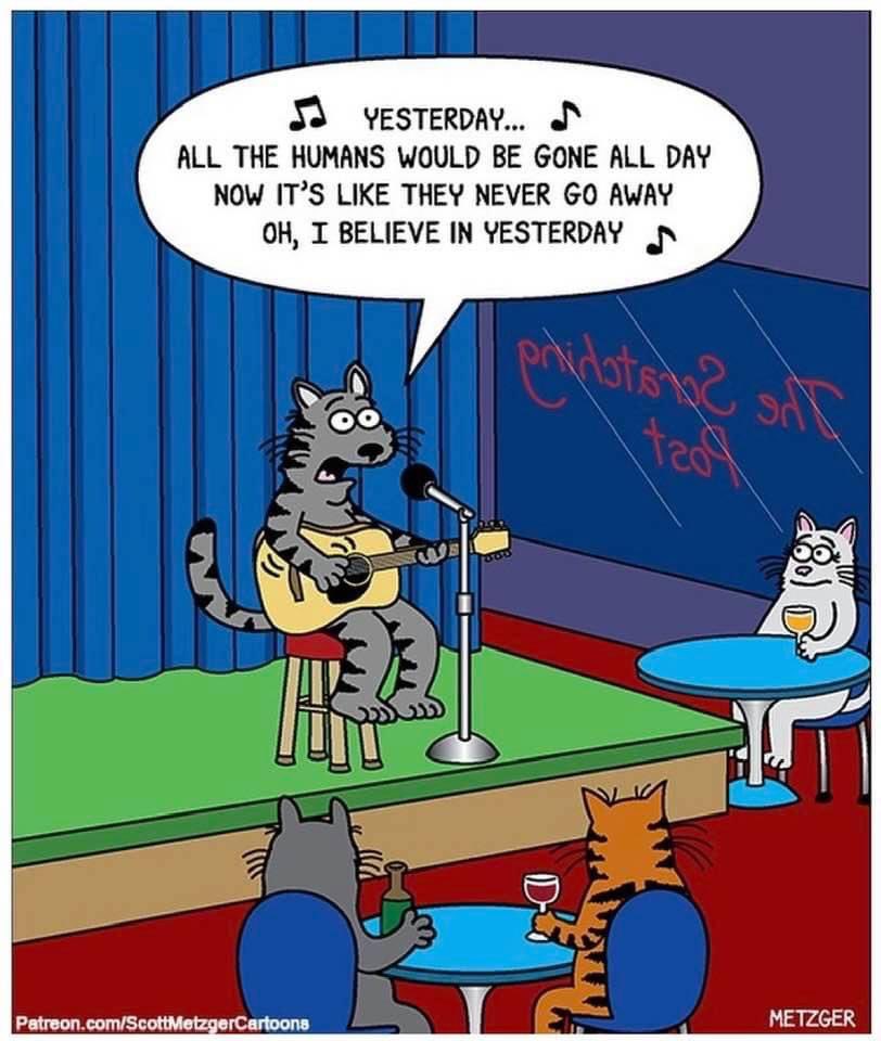 mongoose115's tweet photo. 🎵 Yesterday 🎵

Scott Metzger
@ScottMetzgerCartoons https://t.co/DIHCeoMccR