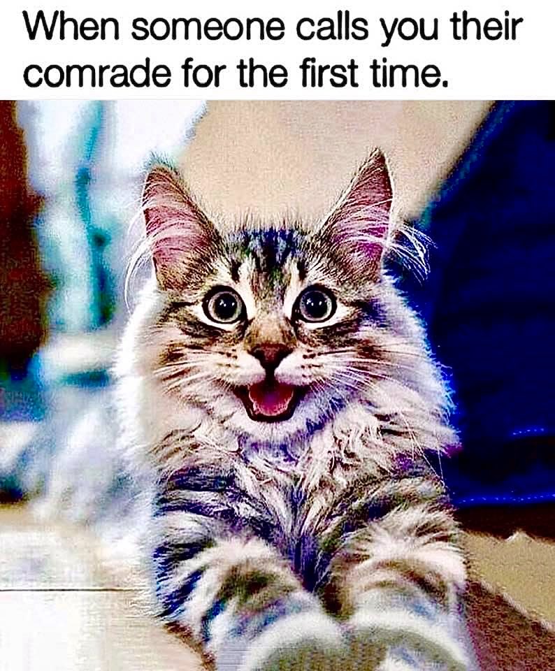 mongoose115's tweet photo. The Look You Get. . 
😸

Cats Revolution 
@CatsRevolution https://t.co/keSrrWbtLz