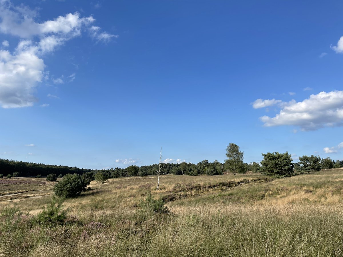 Gisteravond is er geteld vanaf 18:15 tot 20:30 en dat leverde de volgende soorten op: #Gierzwaluw 22, #Wespendief 2, #Kokmeeuw 19, #KleineMantelmeeuw 10, #Koolmees 23,  #Pimpelmees 20, #Appelvink 2, #REGENWULP, #Blauwereiger 1. #trektellen #vogeltrek <a href="/migrations/">Gerard Troost</a> <a href="/waarneming/">Waarneming.nl</a>