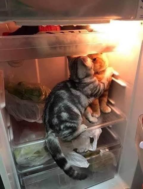 friendlykitties's tweet photo. what if we kissed in the cool romantic light of the refrigerator https://t.co/t10vw0JV7O