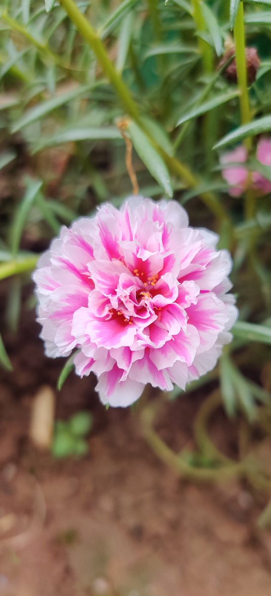 rosuun's tweet photo. दुई चावटा फूल हरु :) https://t.co/Q1Y0j3e9fW