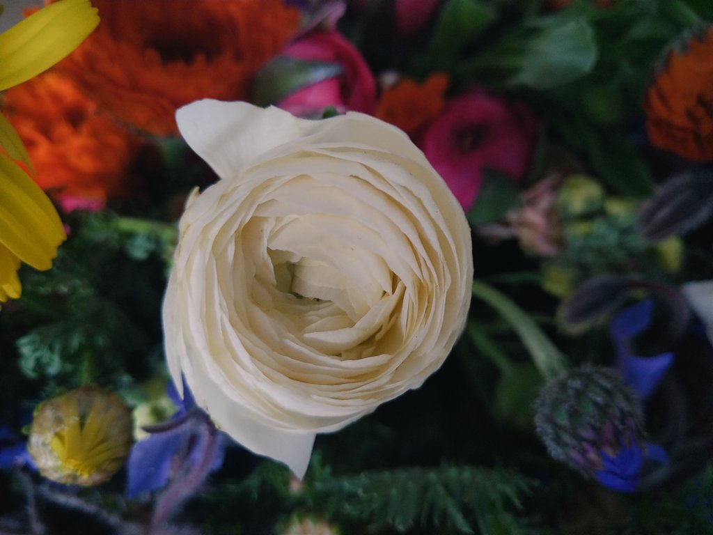 william19b's tweet photo. ✩*.ﾟ♡♥お花畑🌼*･⸜🌷︎家のおばあちゃんの種から育てたお花達✩°｡⋆❤️💛💚⸝‍✩°｡⋆🌈ⓝⓘⓒⓔ♡ 💕ⓒⓤⓣⓔ♡🌼*･🎶✩.*˚♡thank ÿ٥ϋ(*Ü*)♡🌺✩*.ﾟ🙏♪⸜🌷︎⸝‍ღ˘⌣˘ღ♡♥✩°｡⋆
#YouTube 
#YouTuber https://t.co/T5Eq5LYchl