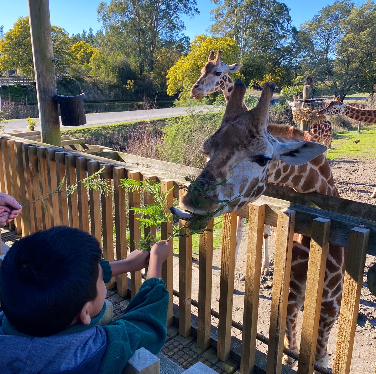 2021Pitau2's tweet photo. What an amazing trip at Orana Park! Our children enjoyed seeing new and old friends, and loved seeing the sun 🌞 ngā mihi nui to our parent helpers! We couldn’t have done it without you! #bromleyschoolnz https://t.co/7dlGVQ5DFS