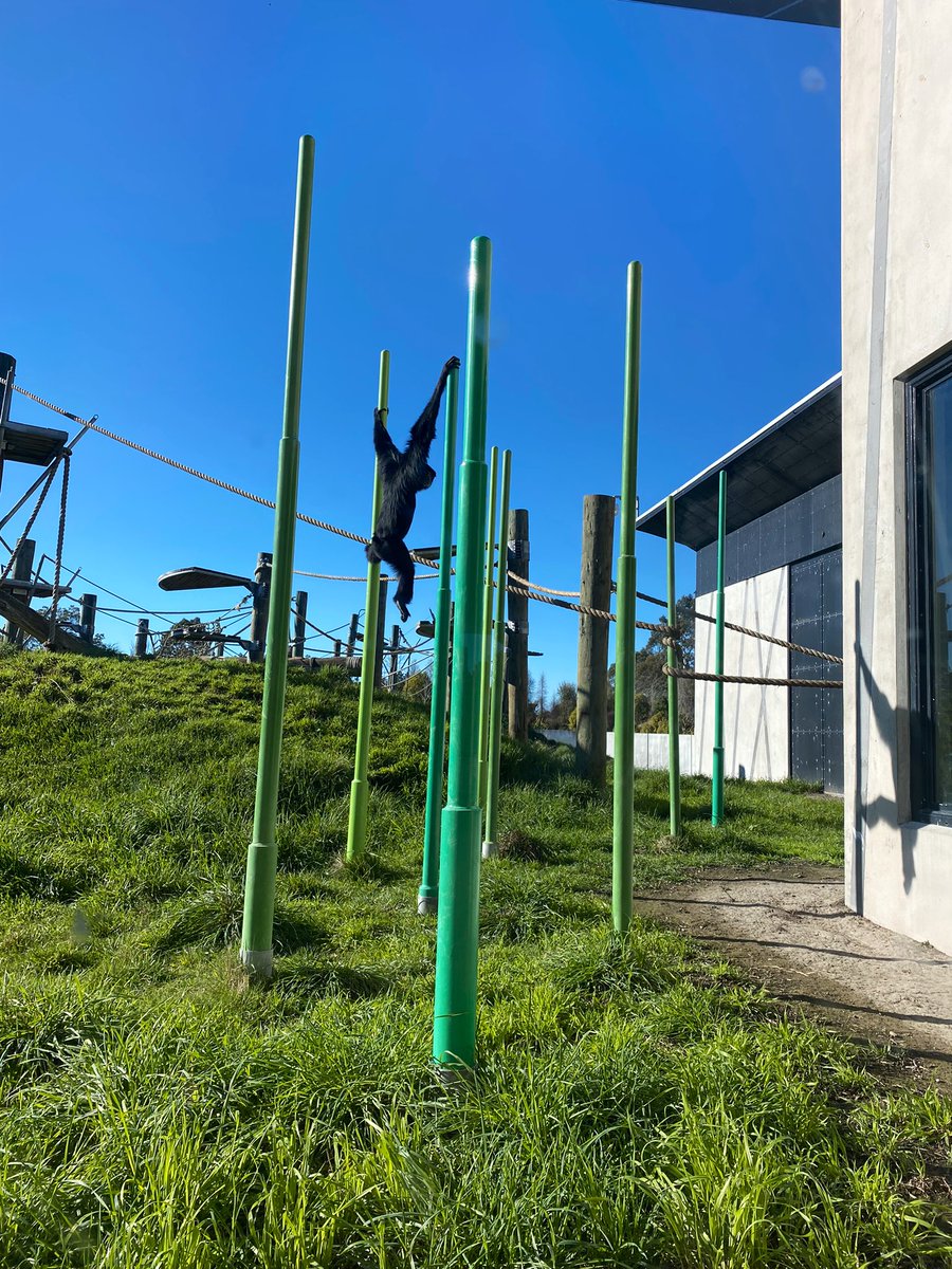 2021Pitau2's tweet photo. What an amazing trip at Orana Park! Our children enjoyed seeing new and old friends, and loved seeing the sun 🌞 ngā mihi nui to our parent helpers! We couldn’t have done it without you! #bromleyschoolnz https://t.co/7dlGVQ5DFS