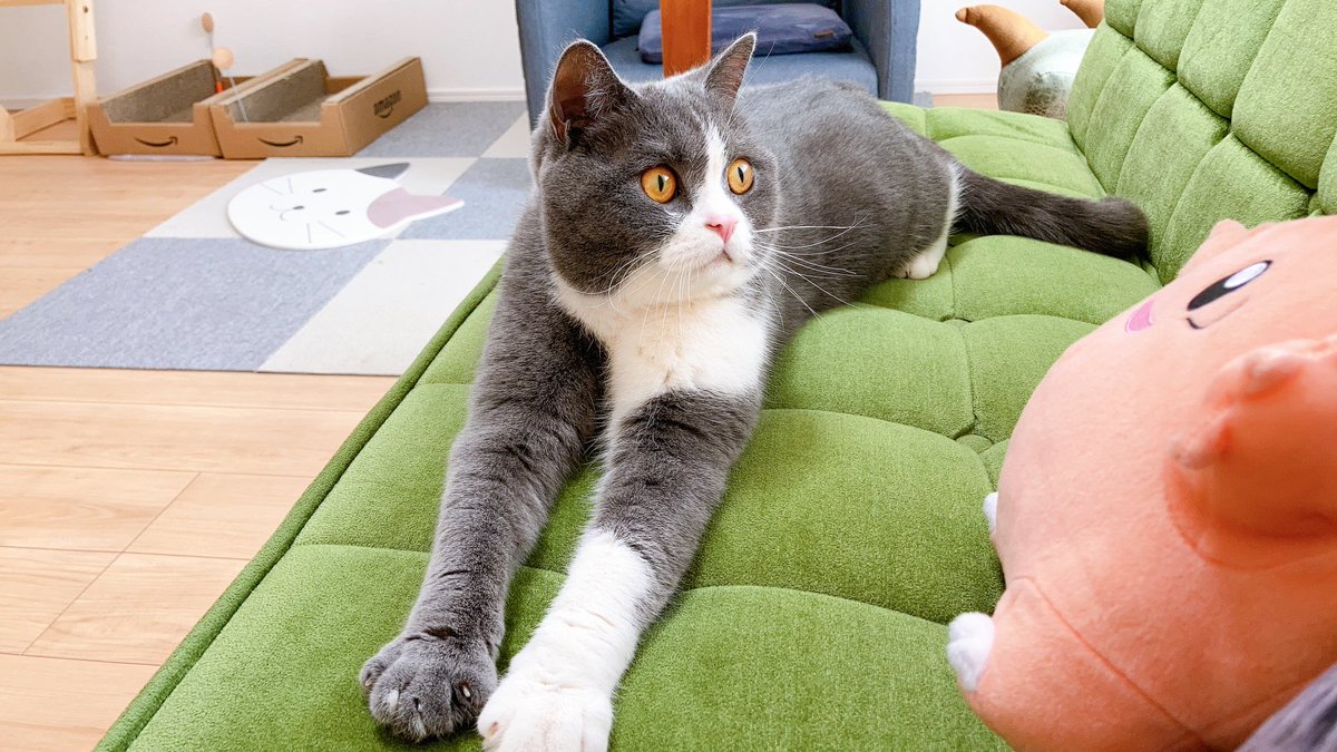 daisuke88da's tweet photo. もう春やなぁ🌸

#猫 https://t.co/AY7MwBmEQU