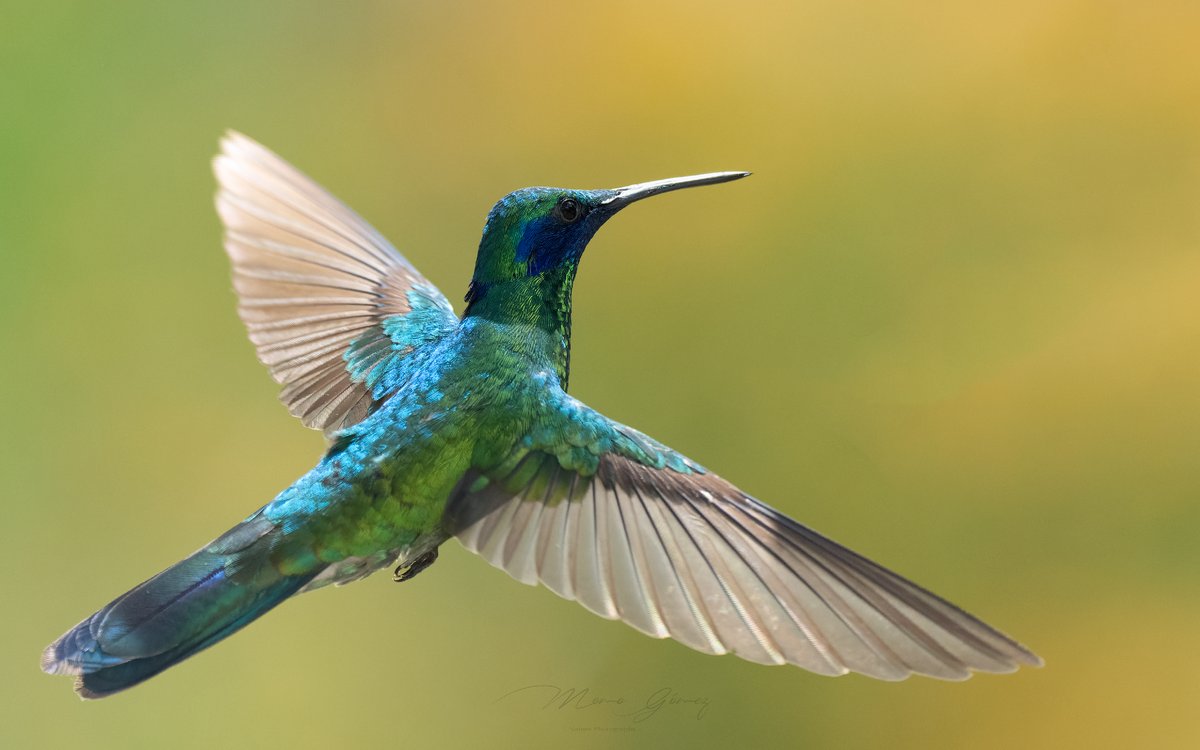 MemoGomezFoto's tweet photo. Un Colibrí común que es un espectáculo y nos regala poses cada día para que no paremos de hacerle fotografías, él Colibrí Chillón. 
@AvesDeMiCiudad. https://t.co/BwljSyac81