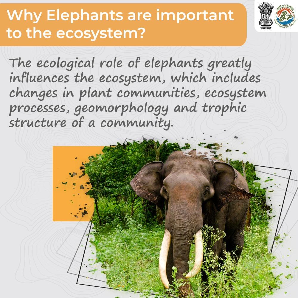 A Keystone Species – The importance of elephants on the ecosystem