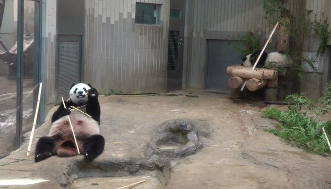 上野動物園 高画質 のtwitterイラスト検索結果 古い順